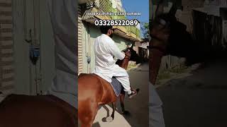 Good sawari in Islamabad Rawalpindi newsong song punjabi punjabisong horse horseride ghora [upl. by Somar835]