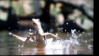 How basilisk lizard walks on water [upl. by Todhunter359]