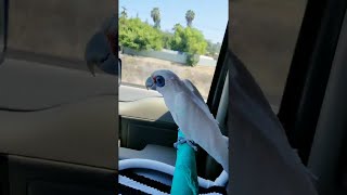 Bird Dances in Car  ViralHog [upl. by Tyika92]