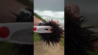 Eating Live Sea Urchin seefood seaurchin california [upl. by Aranahs]