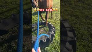 😳don’t look down 😜 horse cowboys equestrian western shorts shortvideo [upl. by Gregoire]