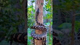 Anaconda snake of the forest wildanimalexperiment chadwildclay [upl. by Dove]