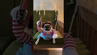 Does my dog bite dog shortsfeed youtubeshorts youtubecreator short funny [upl. by Haze]