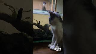 Cat want to Talk with Golden Fish [upl. by Alley]