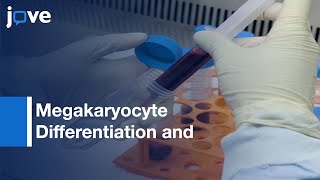 Megakaryocyte Differentiation and Platelet Formation  Protocol Preview [upl. by Nosiaj]