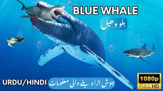 Blue whale  Ocean Giants amazing facts animals whale [upl. by Gillespie]