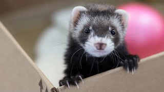 Cute Ferrets Videos Compilation [upl. by Mauchi116]