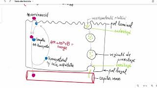 Absorbția intestinală [upl. by Thorn478]