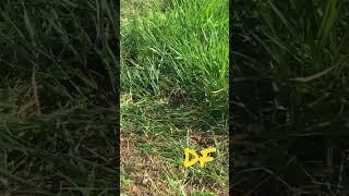 Brachiaria Grass Harvesting with Machete Fodder Mulato Goat Sheep Cattle [upl. by Koblas]