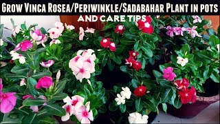 How to Grow Vinca RoseaPeriwinkleSadabahar Plant in Pots amp Care Tips [upl. by Jeanne826]