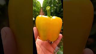 poivron farming garden biougra agriculture ia tomato satisfying vegetables nature [upl. by Eriam692]