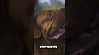 Dogue De Bordeaux shorts [upl. by Halil]