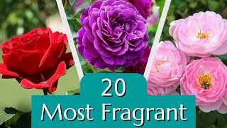 20 of the Most Fragrant Roses [upl. by Platt406]