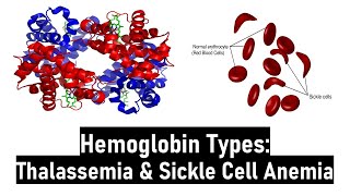 Hemoglobin Types Normal amp Abnormal Alpha amp Beta Thalassemia Sickle Cell Anemia HbS HbC and HbM [upl. by Favianus]