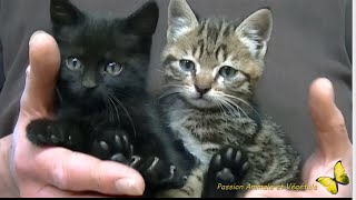 Deux petits chatons sauvés dun destin cruel [upl. by Iuq]