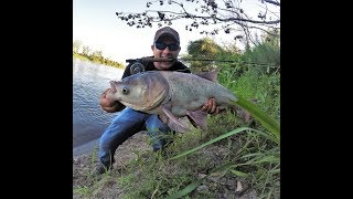 Bighead Carp on a Fly Rod [upl. by Melessa]