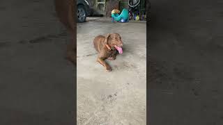 Chesapeake Bay Retriever [upl. by Adnuhs753]