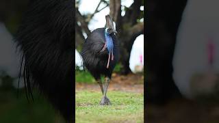 Northern cassowary cassowary dinosaur beautifulbirds birds birdswatching australia [upl. by Attenoj]