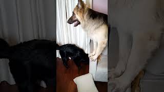 German Shepherd Barking  shorts ytshorts dog puppy gsd dogslife [upl. by Nuawed]