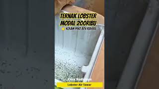 Kolam Lobster Dari Box Kulkas  Ternak Lobster Modal 200ribu budidaya lobster lobsterairtawar [upl. by Nahtad]