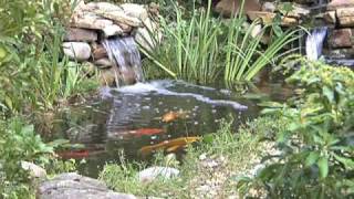 Ponds Watergardens amp Waterfalls Chapter 7 Plants Fish and Water Care [upl. by Huda]