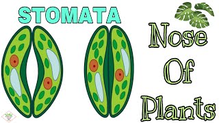 How do plants breathe  STRUCTURE amp FUNCTION OF STOMATA  HOW DOES STOMATA OPEN amp CLOSES [upl. by Swan]