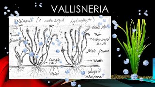 Vallisneria labelled diagram for class 12 biology Vallisneria  A submerged hydrophyte [upl. by Arerrac889]