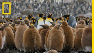 Go Inside an Antarctic City of 400000 King Penguins — Ep 4  Wildlife Resurrection Island [upl. by Lyrradal249]