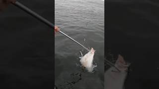 Gaffing a Huge Halibut halibut fishing oregon [upl. by Gemoets]