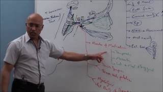 Trigeminal System  Neuroanatomy [upl. by Rothschild]