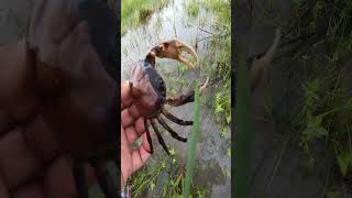 Fresh Water CRAB Catching in the beautiful flooding fields  crab fishing reels [upl. by Bernie]