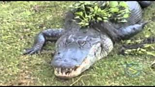 Florida Everglades Video From 2000 [upl. by Franzoni]