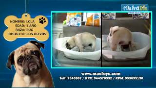 Como enseñar a tu perro a ir al baño  Adiestramiento canino  MAS FEYS DOG [upl. by Noskcire]