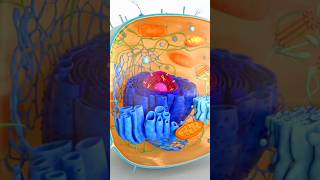 Animation of cellDo u recognise all cellular partscell cellbiology cellsignaling cellanimation [upl. by Jannery]