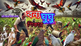 বন্য ঘুঘু শিকার। ঘুঘু পাখি পালন পদ্ধতি। diamond Dove price in Bangladesh  পোষা প্রাণী। pet Animal [upl. by Nnaed]