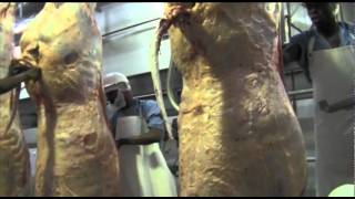 Abattoir  The slaughtering process [upl. by Mendelsohn]