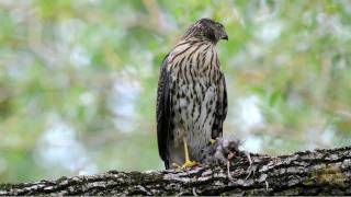 Coopers Hawk  Épervier de Cooper  Azor de Cooper  Accipiter cooperii [upl. by Ardyce75]