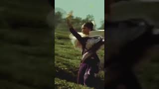 ❤️Syndollwood ಕನ್ನಡ Dr Rajkumar Bharati Short video🌹 [upl. by Kcirred]