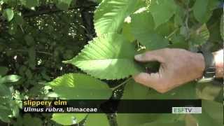 Trees with Don Leopold  slippery elm [upl. by Yelahs]