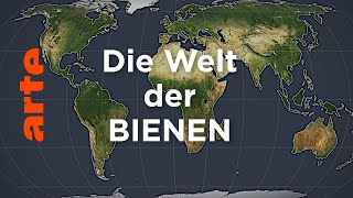 Die Welt der Bienen  Mit offenen Karten  ARTE [upl. by Charbonnier]