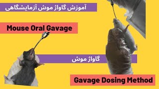 Mouse oral gavage dosing technique  تکنیک گاواژ در موش [upl. by Egin]