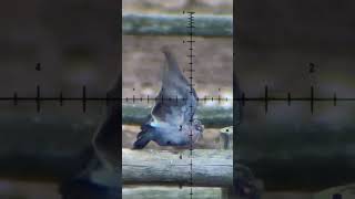 AIRGUN PELLET GRENADE Revolutionizes PEST BIRD Control [upl. by Joiner236]