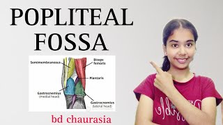 POPLITEAL FOSSA anatomy anatomy physiotherapy bdc poplitealfossa [upl. by Vander]