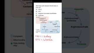 NEETPG Biochemistry MCQ  Urea cycle [upl. by Shishko]