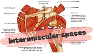 INTERMUSCULAR SPACES AROUND SCAPULA [upl. by Yeoz410]