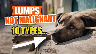 👩‍⚕️10 Types of LUMPS and Bumps in DOGS 🐶Not Malignant [upl. by Atelahs78]