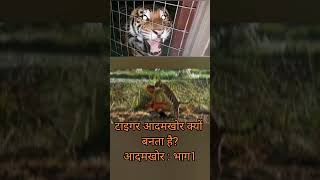 Maneaters Part 1 maneater jimcorbett tiger shikar tigress wildlife wild [upl. by Opportuna589]