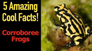 5 Fascinating Facts About Corroboree Frogs [upl. by Brunell]