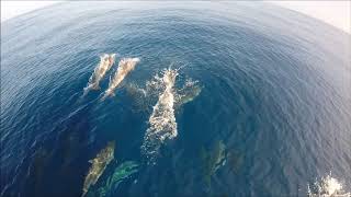 Stenella clymene Atlantic Spinner Dolphin in open ocean [upl. by Ylra827]