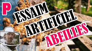 Abeilles Essaim Artificiel  Méthode sans déplacement  Polybidouille [upl. by Anhoj609]